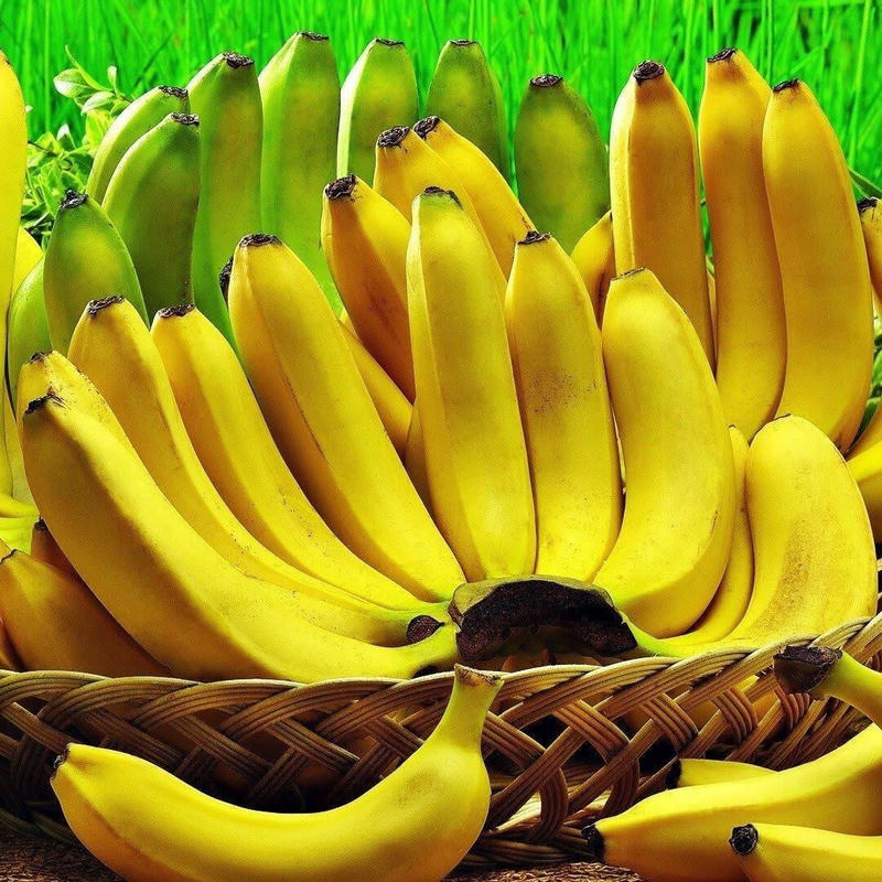 Musa Cavendish Muz